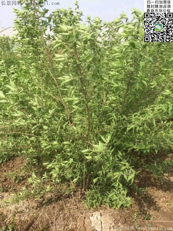 沭陽(yáng)的金銀木 沭陽(yáng)的金銀木