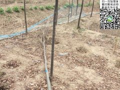 你還在為買(mǎi)櫸樹(shù)四處奔波嗎？那你就out了，告訴