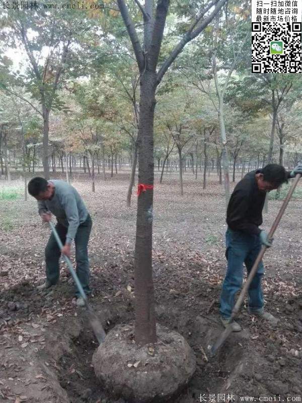 大規格櫸樹(shù)