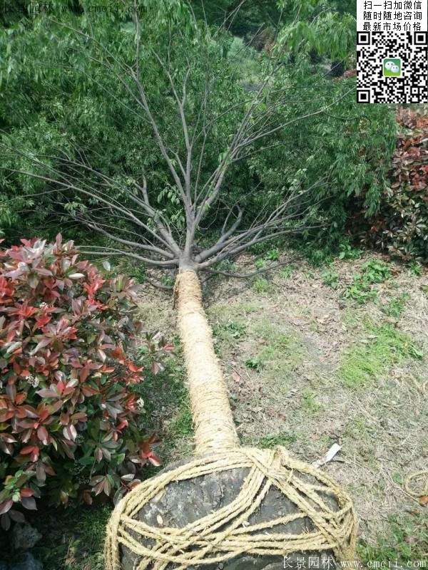 大規格櫸樹(shù)