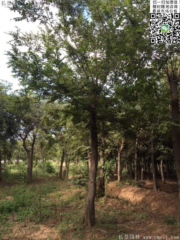 大規格櫸樹(shù)