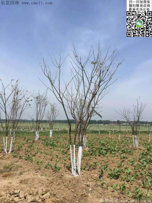 大規格櫸樹(shù)