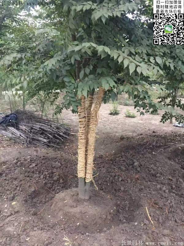 大規格櫸樹(shù)