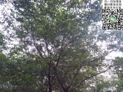 櫸樹(shù)不管是在綠化界，還是在建筑界都會(huì )令你刮