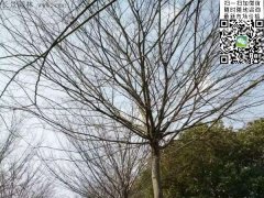 櫸樹(shù)的綠衣雖好看，但是變成光桿司令的“它”