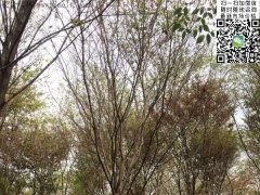 這個(gè)秋季讓櫸樹(shù)占盡了風(fēng)采，你還在持觀(guān)望的態(tài)