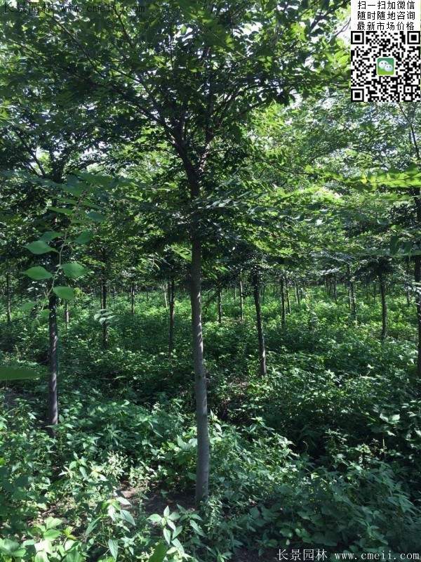 櫸樹(shù) 櫸樹(shù)