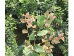 紅櫸與櫸樹(shù)有什么不同？