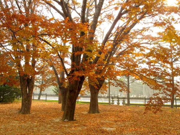 紅櫸樹(shù) 紅櫸樹(shù)