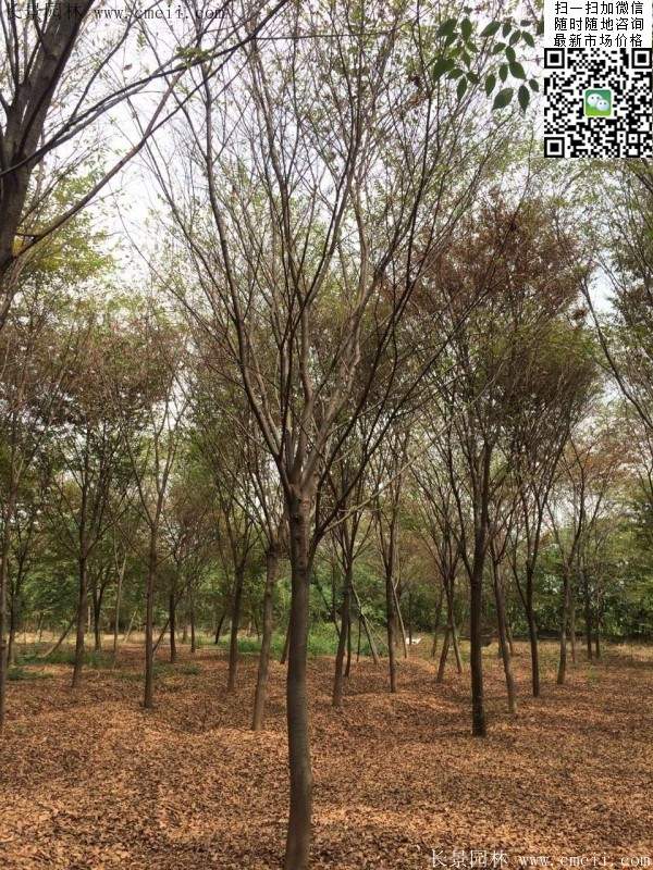 紅櫸樹(shù) 紅櫸樹(shù)
