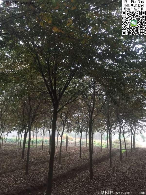 紅櫸樹(shù) 紅櫸樹(shù)