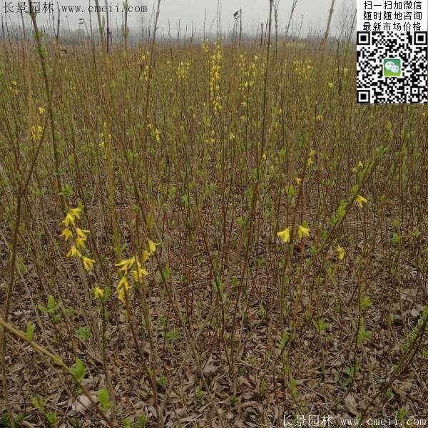 連翹--長(cháng)景園林 連翹--長(cháng)景園林