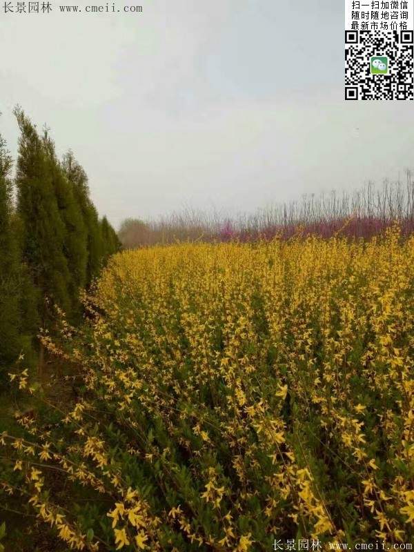 連翹--長(cháng)景園林 連翹--長(cháng)景園林