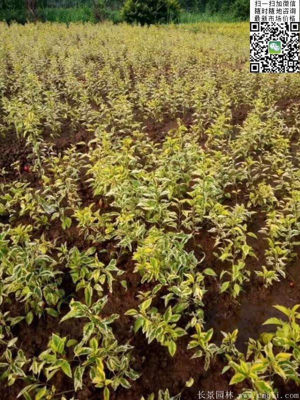 連翹--長(cháng)景園林 連翹--長(cháng)景園林