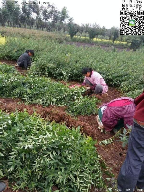 連翹--長(cháng)景園林 連翹--長(cháng)景園林