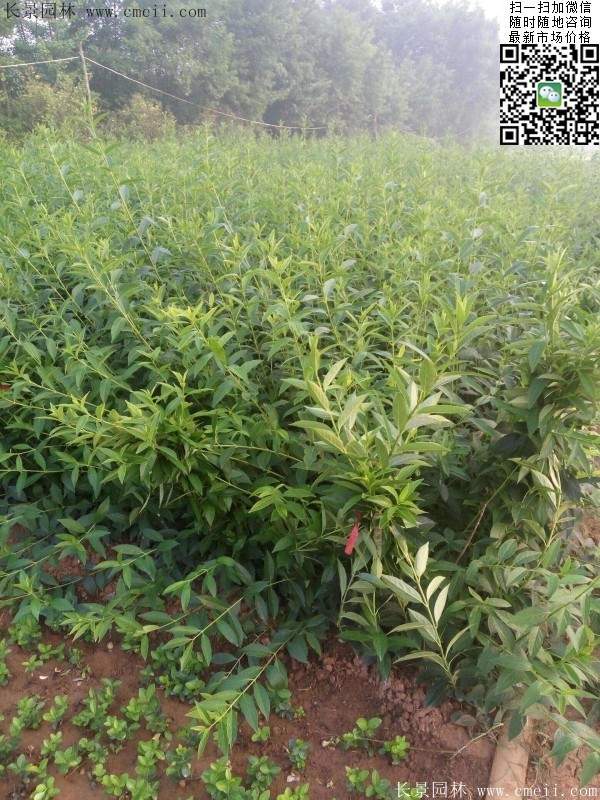連翹--長(cháng)景園林 連翹--長(cháng)景園林