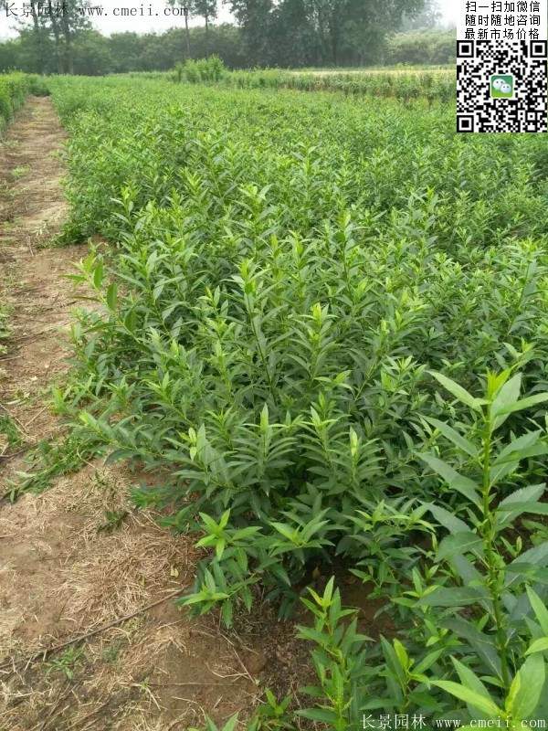 連翹--長(cháng)景園林 連翹--長(cháng)景園林