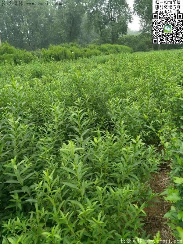 連翹--長(cháng)景園林 連翹--長(cháng)景園林