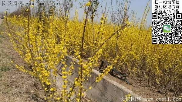 連翹--長(cháng)景園林 連翹--長(cháng)景園林