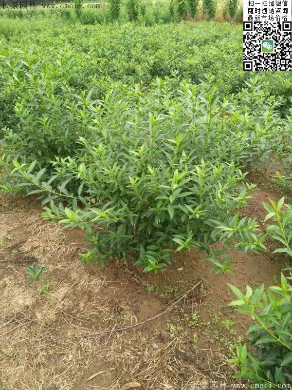 連翹--長(cháng)景園林 連翹--長(cháng)景園林