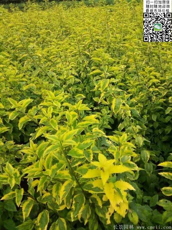 連翹--長(cháng)景園林