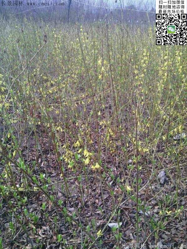 連翹--長(cháng)景園林