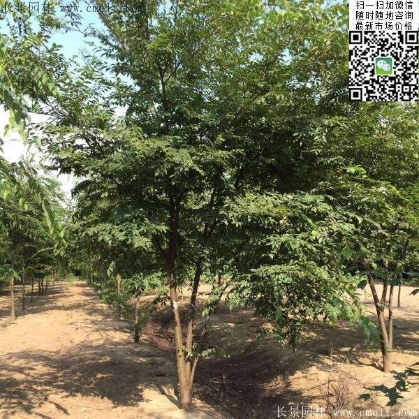 大規格櫸樹(shù) 大規格櫸樹(shù)