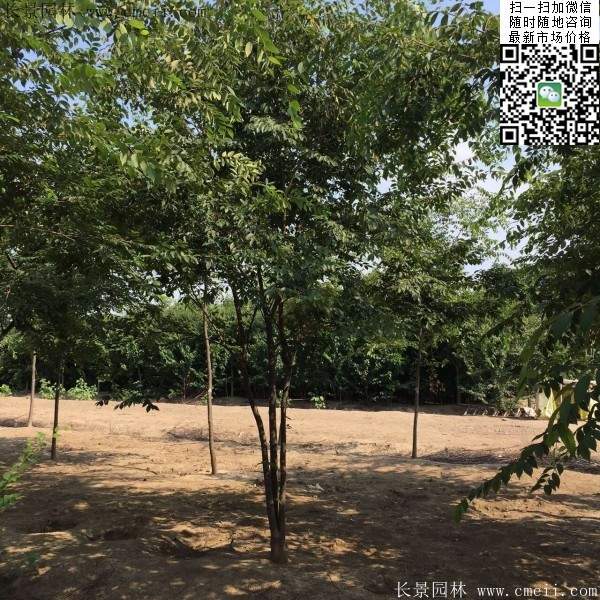 大規格櫸樹(shù) 大規格櫸樹(shù)