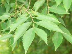 專(zhuān)家提醒：櫸樹(shù)和樸樹(shù)不是同一種樹(shù)嗎？