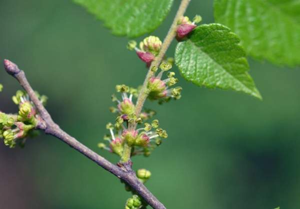 櫸樹(shù)花 櫸樹(shù)花