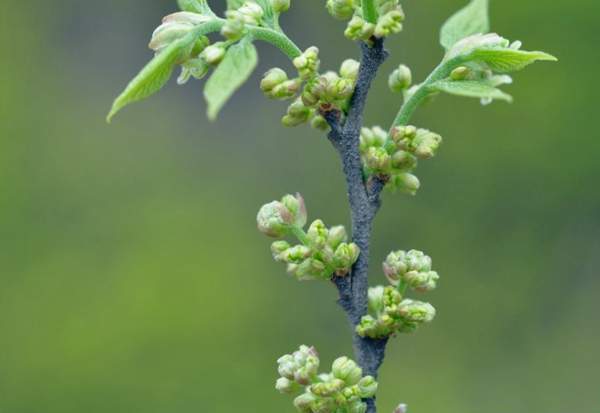 樸樹(shù)花 樸樹(shù)花