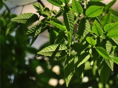 櫸樹(shù)為什么又叫作血櫸，這其中有什么奧秘嗎?