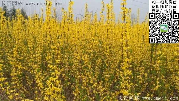 連翹--長(cháng)景園林 連翹--長(cháng)景園林