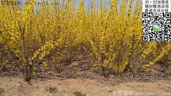 連翹--長(cháng)景園林 連翹--長(cháng)景園林