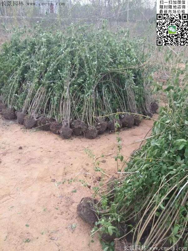 連翹--長(cháng)景園林 連翹--長(cháng)景園林