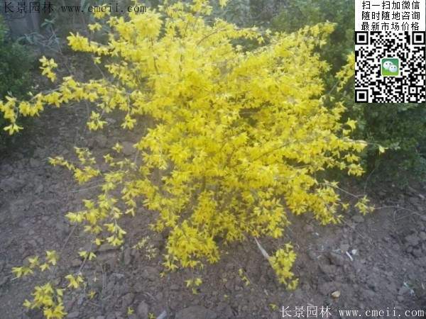 連翹--長(cháng)景園林 連翹--長(cháng)景園林