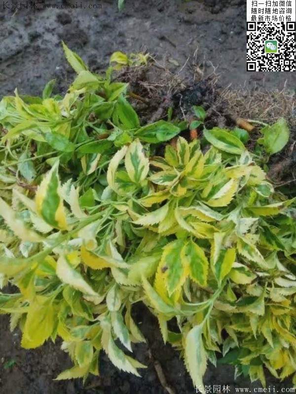 連翹--長(cháng)景園林 連翹--長(cháng)景園林