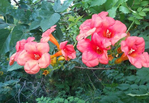 凌霄花保養 凌霄花保養