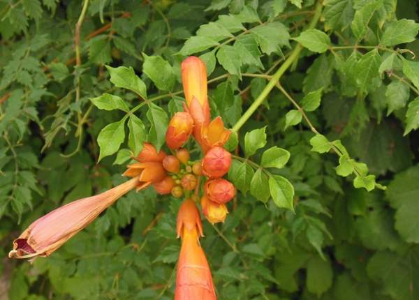 沭陽(yáng)的凌霄花 沭陽(yáng)的凌霄花