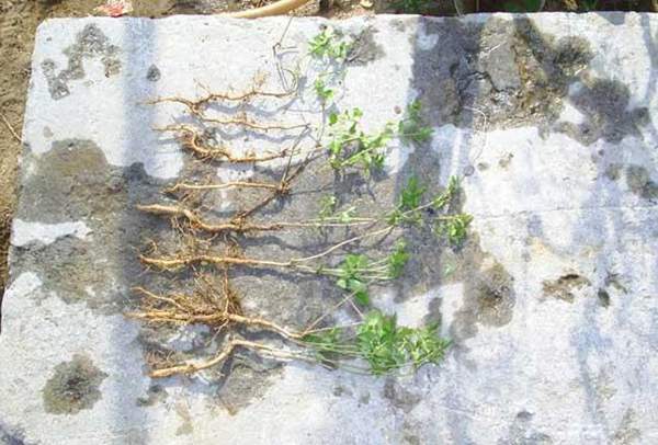 沭陽(yáng)的凌霄花 沭陽(yáng)的凌霄花