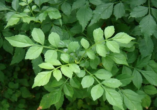 沭陽(yáng)的凌霄花 沭陽(yáng)的凌霄花