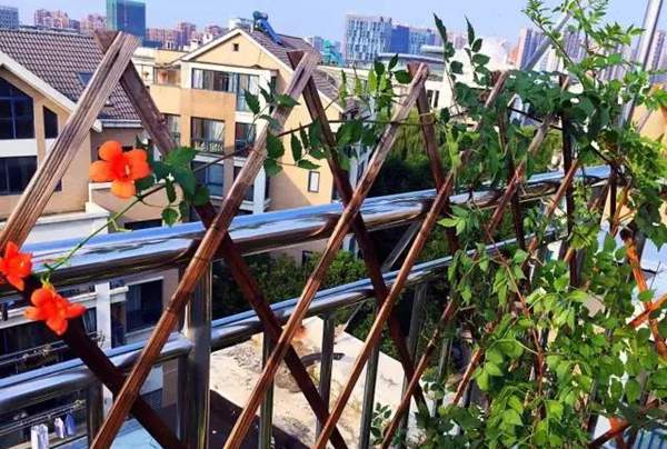 沭陽(yáng)的凌霄花 沭陽(yáng)的凌霄花