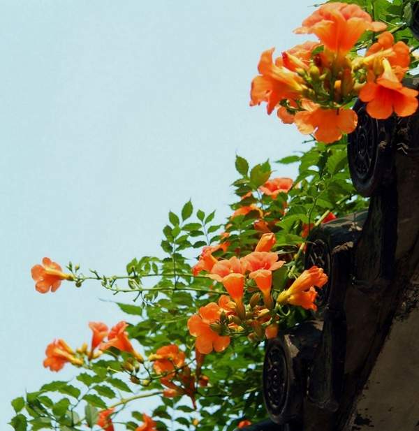 沭陽(yáng)的凌霄花 沭陽(yáng)的凌霄花