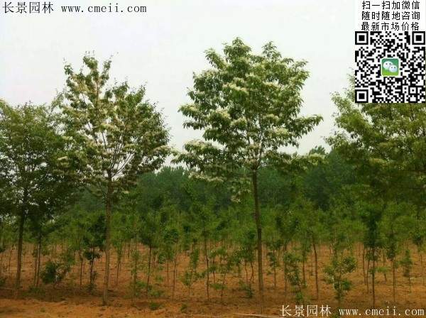 流蘇樹(shù) 流蘇樹(shù)