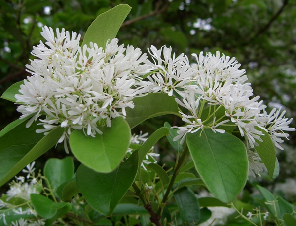 流蘇樹(shù) 流蘇樹(shù)