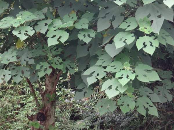 構樹(shù)