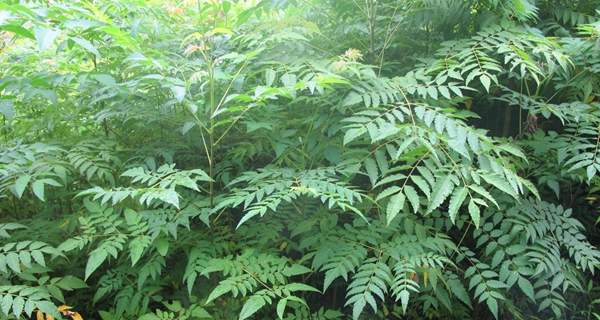 欒樹(shù)苗 欒樹(shù)苗