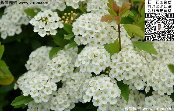 繡線(xiàn)菊