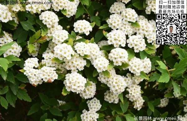 繡線(xiàn)菊