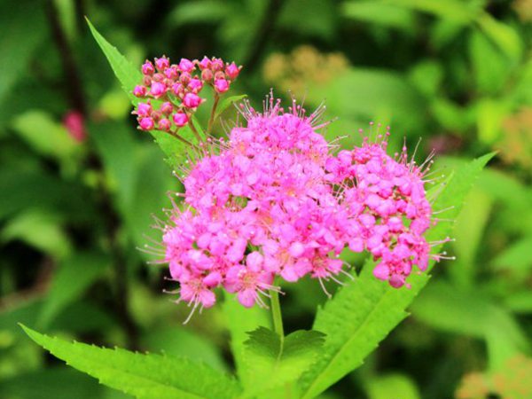 粉花繡線(xiàn)菊